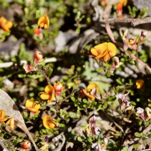 Pultenaea microphylla at Bungonia, NSW - 1 Oct 2023 10:20 AM