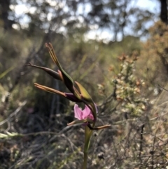 Diuris sp. (A Donkey Orchid) at Bungendore, NSW - 17 Oct 2023 by yellowboxwoodland