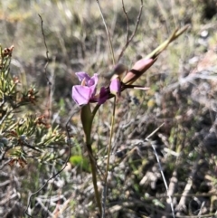 Diuris sp. at QPRC LGA - suppressed