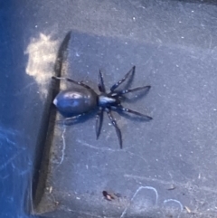 Lampona cylindrata at Theodore, ACT - 21 Oct 2023