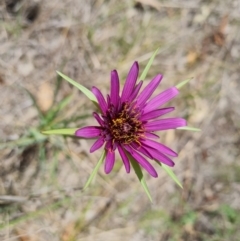 Tragopogon porrifolius (Salsify, Oyster Plant) at Isaacs Ridge and Nearby - 21 Oct 2023 by Mike