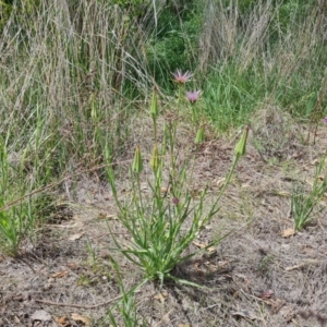 Tragopogon porrifolius at Jerrabomberra, ACT - 21 Oct 2023