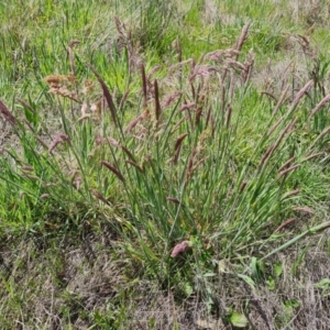 Holcus lanatus at Jerrabomberra, ACT - 21 Oct 2023