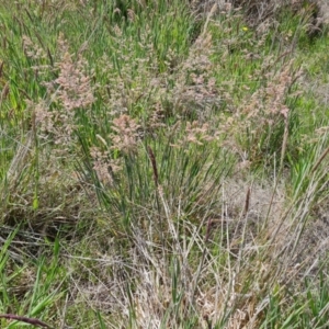 Holcus lanatus at Jerrabomberra, ACT - 21 Oct 2023 11:32 AM