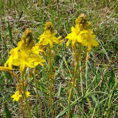 Bulbine bulbosa (Golden Lily) at Isaacs Ridge and Nearby - 21 Oct 2023 by Mike