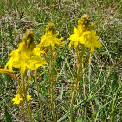 Bulbine bulbosa (Golden Lily, Bulbine Lily) at Jerrabomberra, ACT - 21 Oct 2023 by Mike