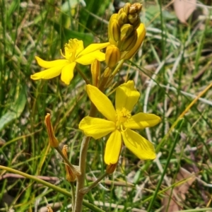 Bulbine bulbosa at Jerrabomberra, ACT - 21 Oct 2023