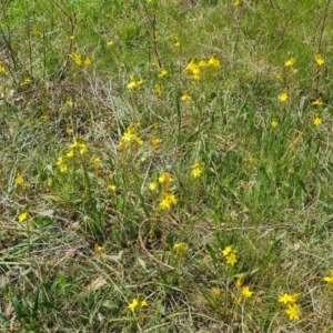 Bulbine bulbosa at Jerrabomberra, ACT - 21 Oct 2023