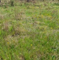 Bulbine bulbosa at Jerrabomberra, ACT - 21 Oct 2023