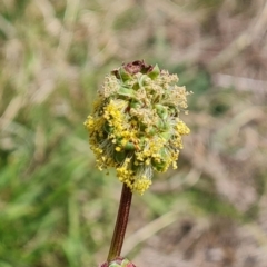 Sanguisorba minor (Salad Burnet, Sheep's Burnet) at Jerrabomberra, ACT - 21 Oct 2023 by Mike