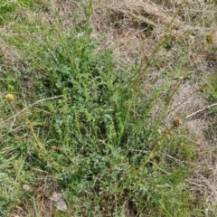 Sanguisorba minor at Jerrabomberra, ACT - 21 Oct 2023