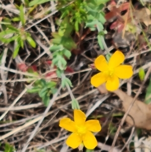 Hypericum gramineum at Jerrabomberra, ACT - 21 Oct 2023 09:59 AM