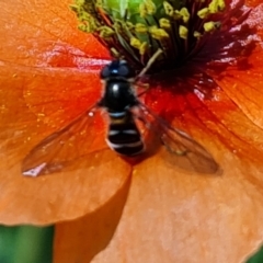 Villa sp. (genus) (Unidentified Villa bee fly) at Isaacs Ridge and Nearby - 20 Oct 2023 by Mike