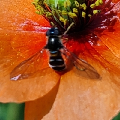 Villa sp. (genus) (Unidentified Villa bee fly) at Symonston, ACT - 20 Oct 2023 by Mike