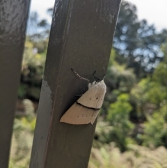 Gastrophora henricaria (Fallen-bark Looper, Beautiful Leaf Moth) at ANBG - 20 Oct 2023 by WalterEgo