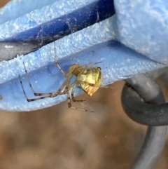 Theridion sp. (genus) (Tangle-web spider) at Theodore, ACT - 21 Oct 2023 by Cardy