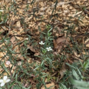 Epilobium billardiereanum subsp. cinereum at Ainslie, ACT - 21 Oct 2023 12:51 PM