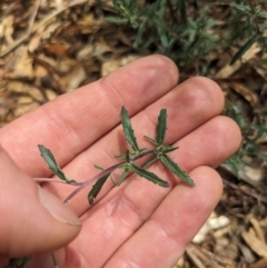 Epilobium billardiereanum subsp. cinereum at Ainslie, ACT - 21 Oct 2023 12:51 PM