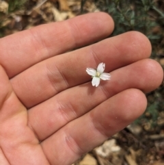 Epilobium billardiereanum subsp. cinereum at Ainslie, ACT - 21 Oct 2023 12:51 PM