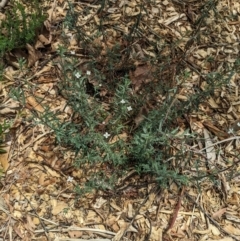 Epilobium billardiereanum subsp. cinereum at Ainslie, ACT - 21 Oct 2023 12:51 PM