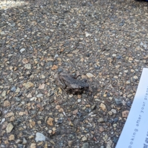 Litoria peronii at Acton, ACT - 21 Oct 2023