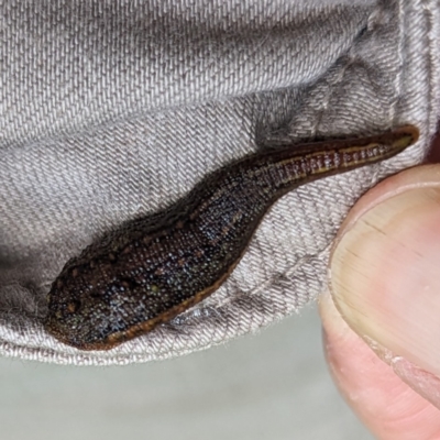 Hirudinea sp. (Class) (Unidentified Leech) at King Island - 21 Oct 2023 by HelenCross