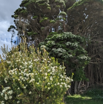 Melaleuca ericifolia (Swamp Paperbark) at King Island - 21 Oct 2023 by HelenCross