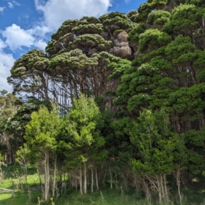 Melaleuca ericifolia at Grassy, TAS - 21 Oct 2023