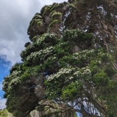 Melaleuca ericifolia at Grassy, TAS - 21 Oct 2023