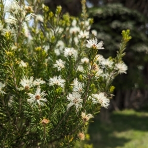 Melaleuca ericifolia at Grassy, TAS - 21 Oct 2023