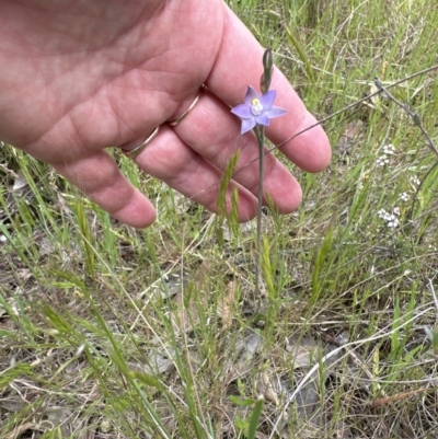 Thelymitra peniculata (Blue Star Sun-orchid) at Aranda Bushland - 21 Oct 2023 by lbradley