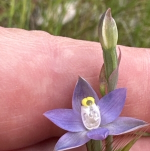 Thelymitra peniculata at Point 73 - 21 Oct 2023