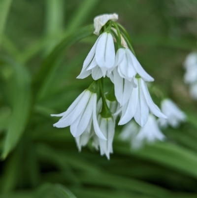 Allium triquetrum (Three-Corner Garlic) at King Island - 21 Oct 2023 by HelenCross