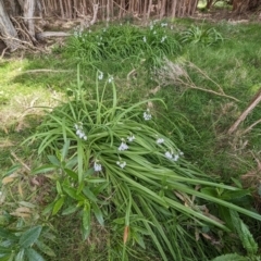 Allium triquetrum at Grassy, TAS - 21 Oct 2023