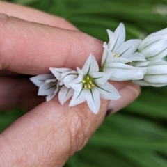 Allium triquetrum at Grassy, TAS - 21 Oct 2023