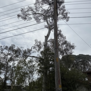 Callocephalon fimbriatum at Aranda, ACT - suppressed