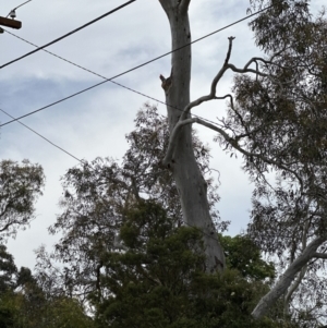 Callocephalon fimbriatum at Aranda, ACT - suppressed