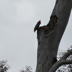 Callocephalon fimbriatum at Aranda, ACT - suppressed