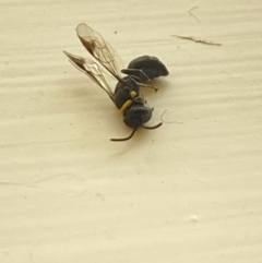 Unidentified Potter wasp (Vespidae, Eumeninae) at Aranda, ACT - 12 Oct 2023 by Jubeyjubes