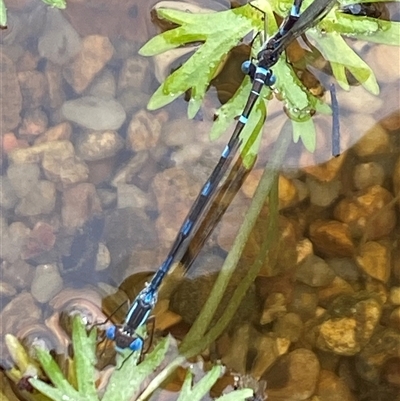 Austrolestes leda (Wandering Ringtail) at Aranda, ACT - 12 Oct 2023 by Jubeyjubes