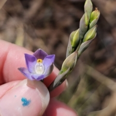 Thelymitra brevifolia (Short-leaf Sun Orchid) at Captains Flat, NSW - 21 Oct 2023 by Csteele4