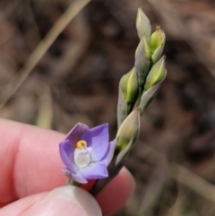 Thelymitra brevifolia at Captains Flat, NSW - suppressed