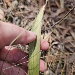 Thelymitra brevifolia at Captains Flat, NSW - suppressed