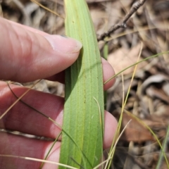 Thelymitra brevifolia at Captains Flat, NSW - 21 Oct 2023