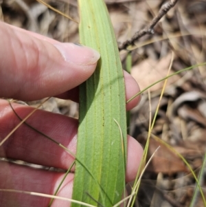 Thelymitra brevifolia at Captains Flat, NSW - 21 Oct 2023