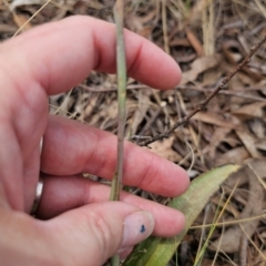 Thelymitra brevifolia at Captains Flat, NSW - suppressed