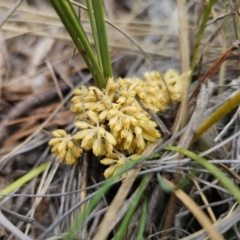 Lomandra multiflora (Many-flowered Matrush) at QPRC LGA - 21 Oct 2023 by Csteele4