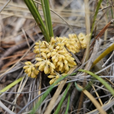 Lomandra multiflora (Many-flowered Matrush) at QPRC LGA - 21 Oct 2023 by Csteele4