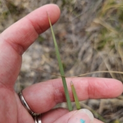 Lomandra multiflora at Captains Flat, NSW - 21 Oct 2023 02:14 PM