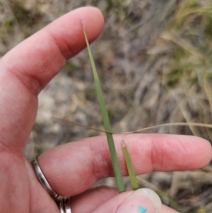 Lomandra multiflora at Captains Flat, NSW - 21 Oct 2023 02:14 PM